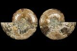 Cut & Polished Ammonite Fossil - Deep Crystal Pockets #94198-1